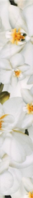 Бордюр Энигма Фриз цветы 3 40x6.7